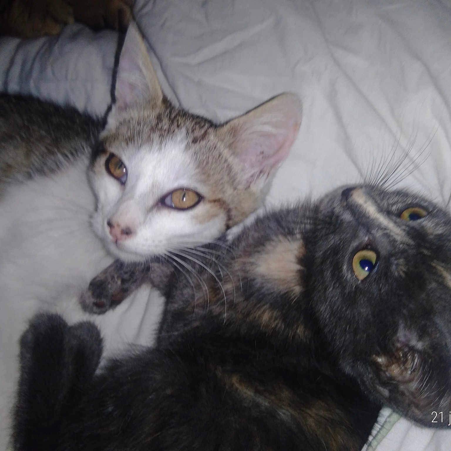 Mes Bébés