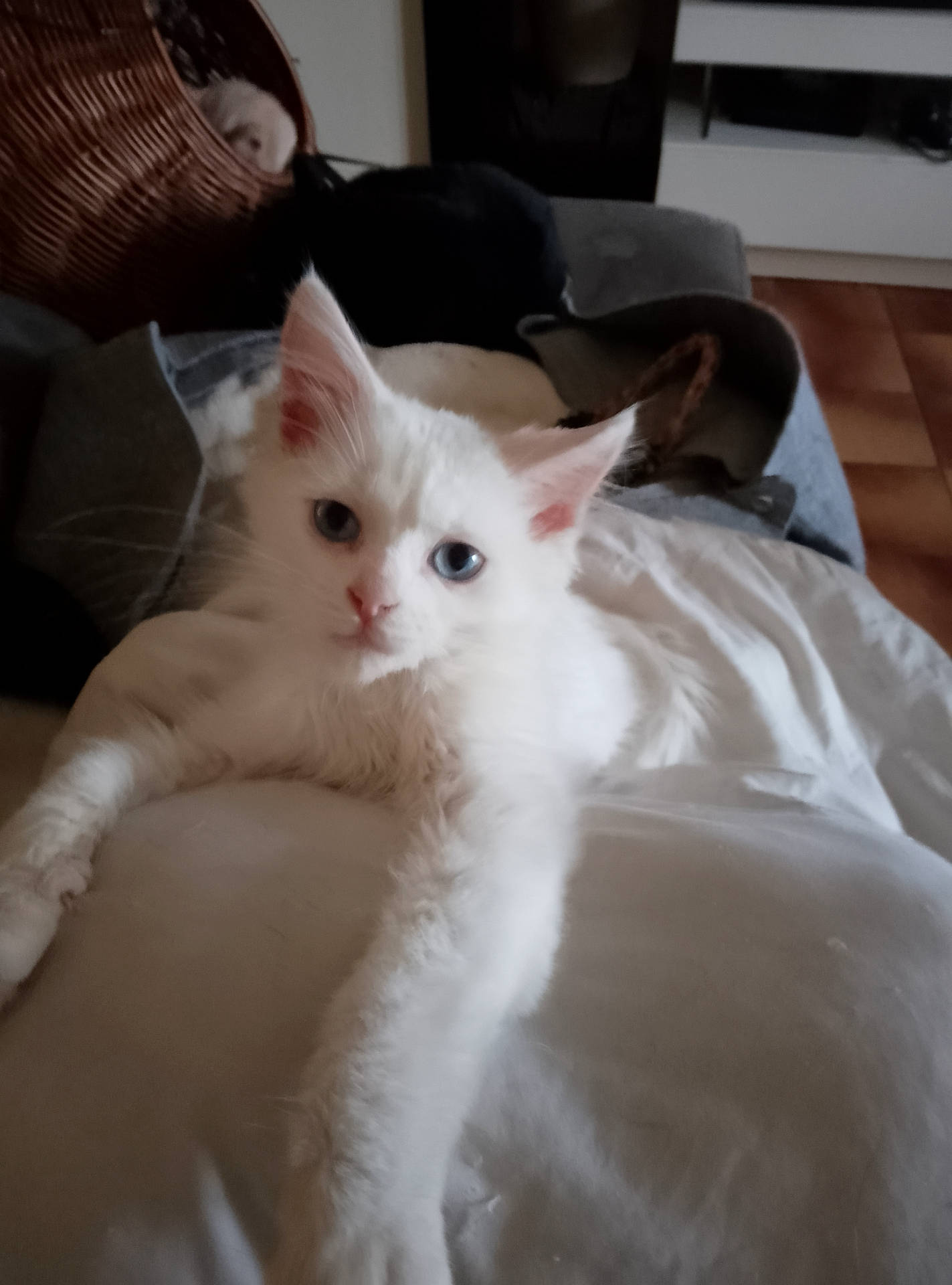 abyssinian, angora, animal, armchair, blanket, cat, chair, computer, couch, cushion, furniture, hardwood, homedecor, kitten, linen, manx, pet, plywood, siamese, wood