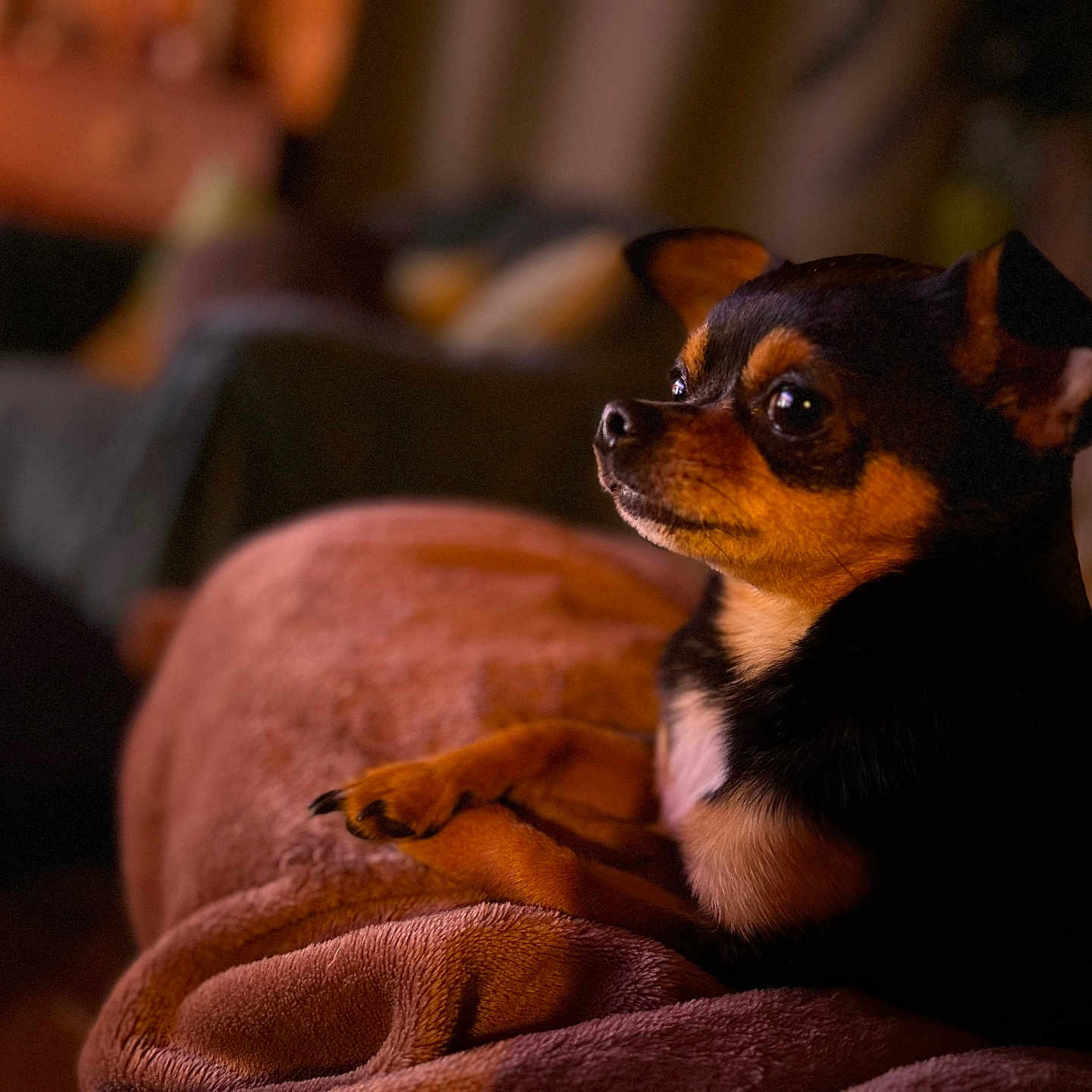 Rio participe au concours pour gagner de l'argent avec cette photo : animal, architecture, armchair, boy, building, canine, chair, chihuahua, child, couch, dog, furniture, hound, indoors, livingroom, male, person, pet, puppy, room