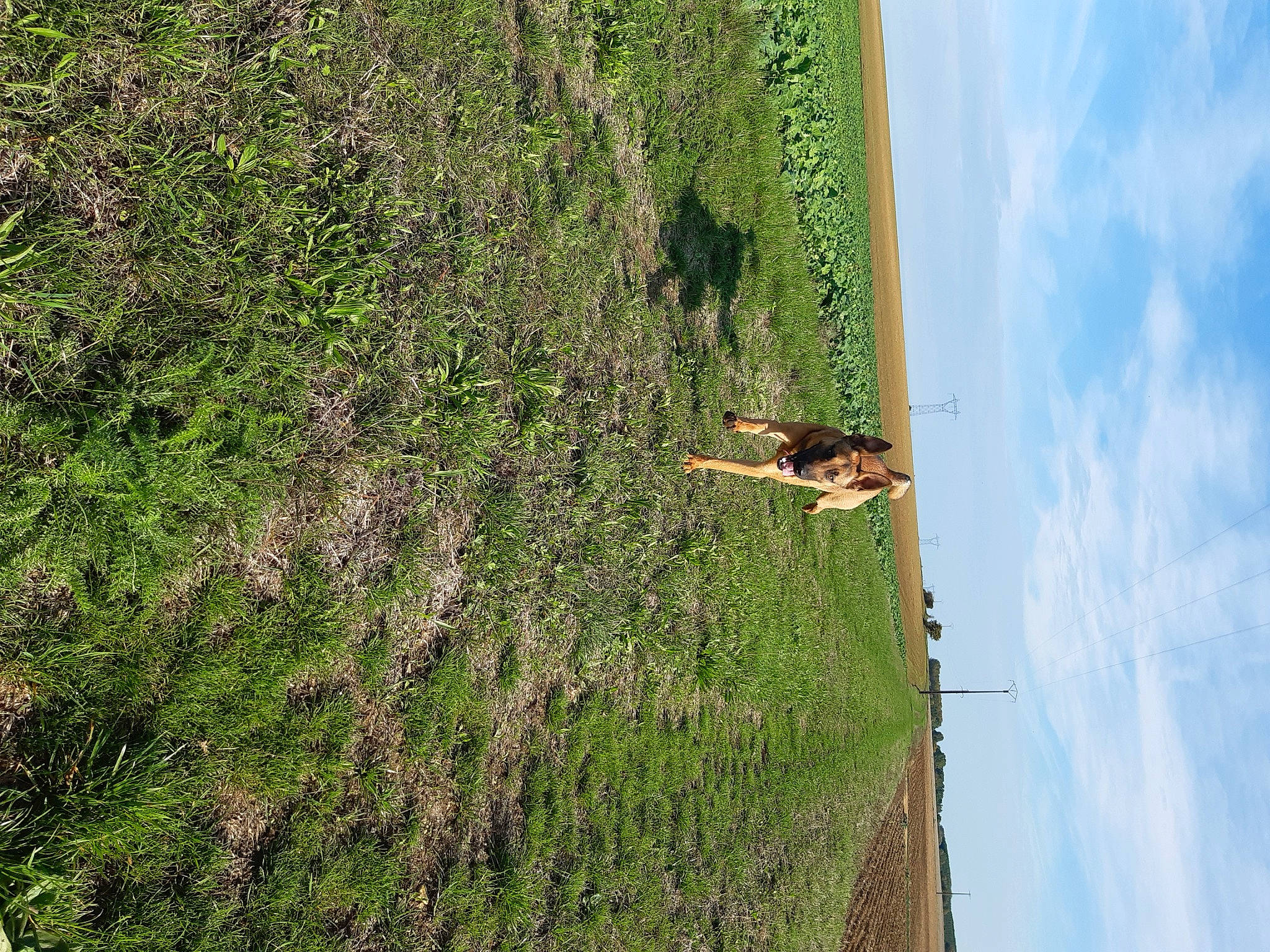 Lexo a rejoint le concours — aidez-le/la à gagner de superbes lots ! cloud, field, grass, grassland, groundcover, landscape, pasture, people_in_nature, plant, prairie, road, rock, shrub, sky, slope, soil, terrain, tree, trunk, wood