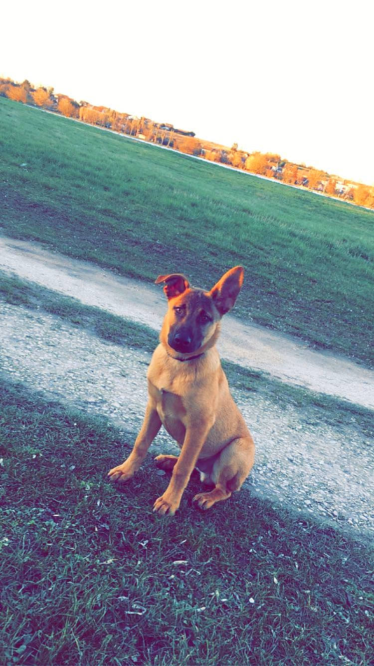 Lexo participe au concours pour gagner de l'argent avec cette photo : asphalt, canidae, carnivore, companion_dog, dog, dog_breed, fawn, grass, happy, horizon, landscape, plant, road, road_surface, sky, snout, sporting_group, tail, wood, working_animal
