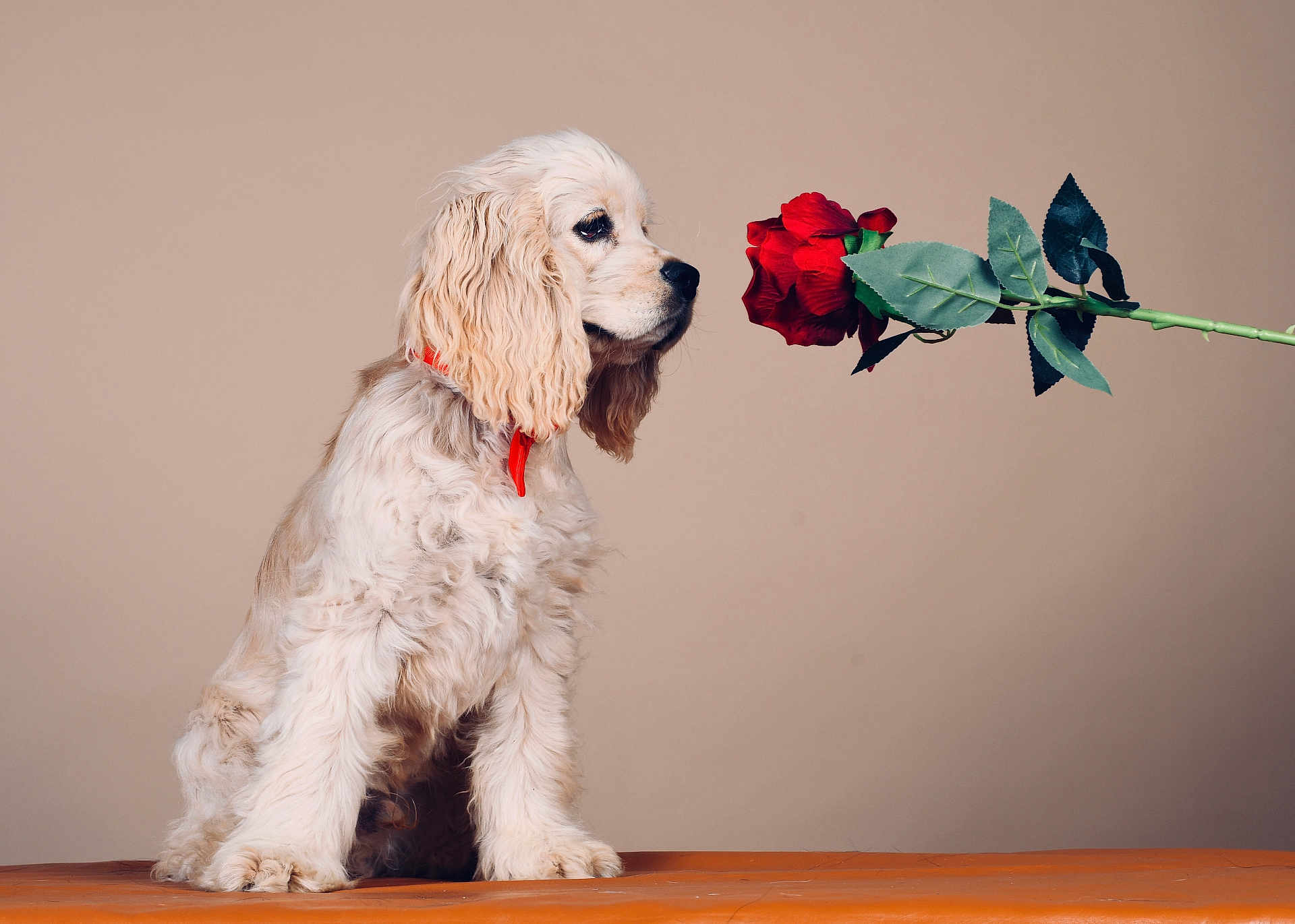 Bill a rejoint le concours — aidez-le/la à gagner de superbes lots ! dog, puppy, rose, flower, red, collar, fur, pet, cute, animal, orange_surface, beige_background, curious, sitting, portrait, studio, fluffy, side_view, indoor, still_life