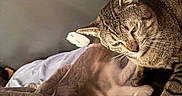 Milo joined the competition — help win amazing prizes! cat, bed, blanket, feline, indoor, pet, animal, tabby_cat, motion_blur, cozy, sleeping, furry, whiskers, paw, domestic_animal, relaxing, cute, soft_lighting, household, companion