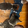 cat, kitten, food_bowl, cat_food, wooden_floor, water_glass, pet, eating, animal, indoor, domestic, tabby_cat, gray_cat, collar, plush_item, floor, top_view, meal, feeding, household