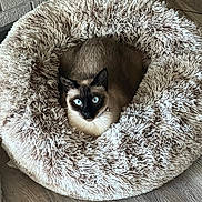 Savannah is registered to the contest to win money with this photo: animal, blue_eyes, brick_wall, cat, collar, comfort, cozy, cute, domestic_cat, ears, feline, fluffy_bed, fur, home, indoor, pet_bed, resting, siamese_cat, whiskers, wooden_floor