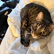 Kizmet joined the competition — help win amazing prizes! cat, tabby, pet, animal, feline, indoor, blanket, texture, white, cozy, fur, whiskers, ears, eyes, relaxed, resting, closeup, comfort, home, soft