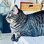 cat, tabby_cat, indoor, feline, animal, pet, resting, wooden_surface, basket, lantern, decor, striped_fur, side_profile, floor, domestic_animal, household, relaxed, close_up, whiskers, ears