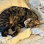 cat, tabby, feline, pet, animal, sleeping, resting, cozy, blanket, cushion, indoor, soft, comfortable, fur, whiskers, relaxed, closeup, laying, home, warm_light