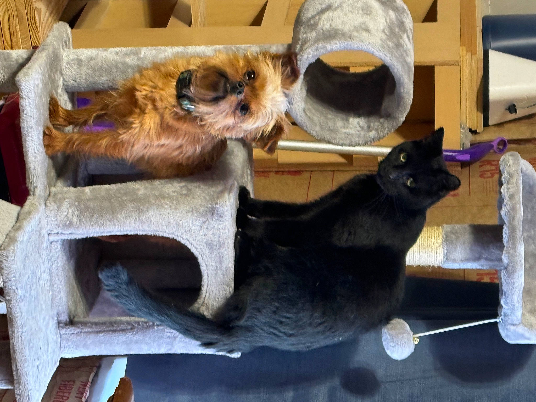 Chewbacca joined the competition — help win amazing prizes! carnivore, cat, claw, companion_dog, dog, dog_breed, fawn, felidae, fur, liver, mammal, pet_supply, small_to_medium_sized_cats, snout, sporting_group, tail, toy_dog, vertebrate, whiskers, window