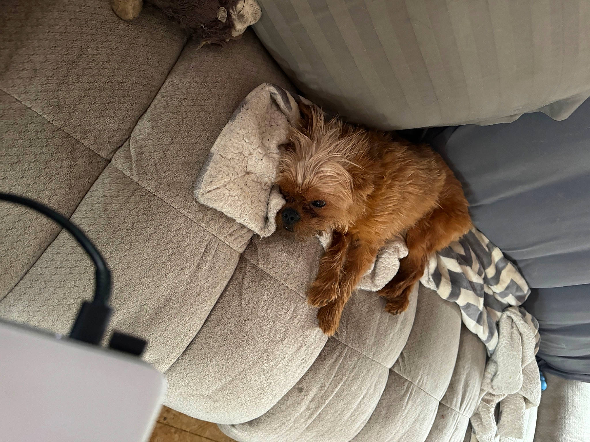 Chewbacca is registered to the contest to win money with this photo: art, canidae, carnivore, claw, comfort, companion_dog, dog, dog_breed, fawn, felidae, fur, linens, liver, small_to_medium_sized_cats, snout, sporting_group, tail, toy_dog, whiskers, wood