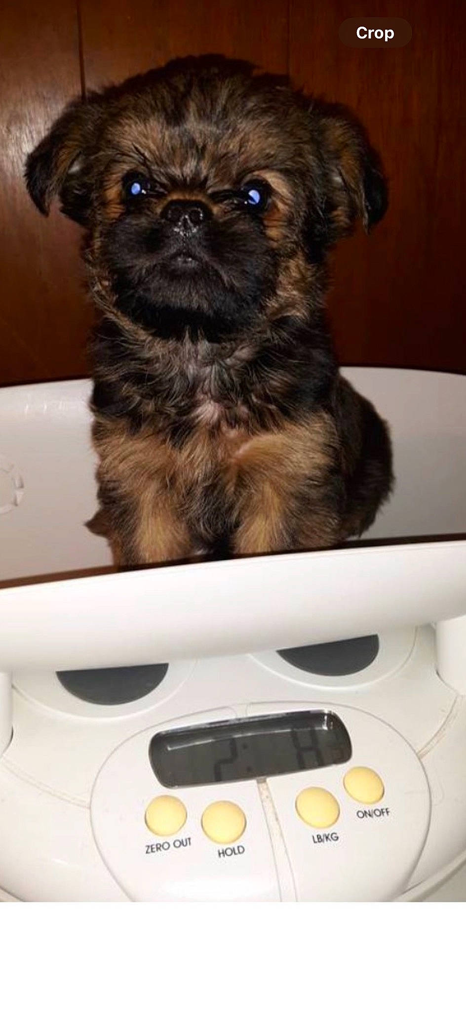 Chewbacca joined the competition — help win amazing prizes! automotive_exterior, carnivore, communication_device, companion_dog, dog, dog_breed, electronic_device, fawn, fur, gadget, input_device, liver, multimedia, pet_supply, snout, technology, terrestrial_animal, toy_dog, whiskers, working_animal