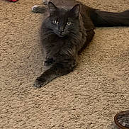 Church is registered to the contest to win money with this photo: cat, gray_cat, carpet, indoor, pet, feline, fluffy, relaxed, animal, domestic, fur, whiskers, paw, tail, red_cloth, slipper, floor, home, resting, looking