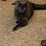 cat, gray_cat, carpet, indoor, pet, feline, fluffy, relaxed, animal, domestic, fur, whiskers, paw, tail, red_cloth, slipper, floor, home, resting, looking