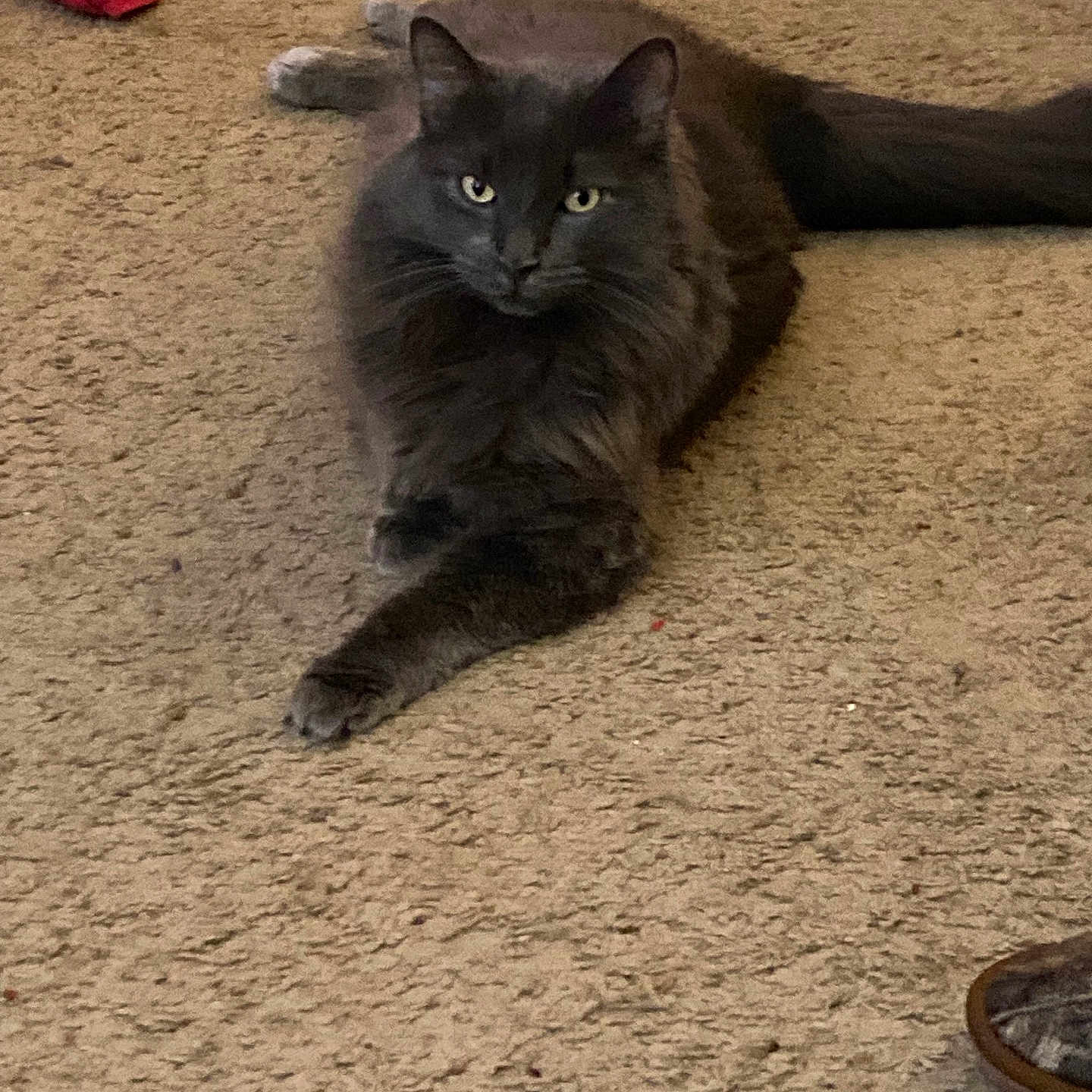 Church is registered to the contest to win money with this photo: animal, carpet, cat, domestic, feline, floor, fluffy, fur, gray_cat, home, indoor, looking, paw, pet, red_cloth, relaxed, resting, slipper, tail, whiskers