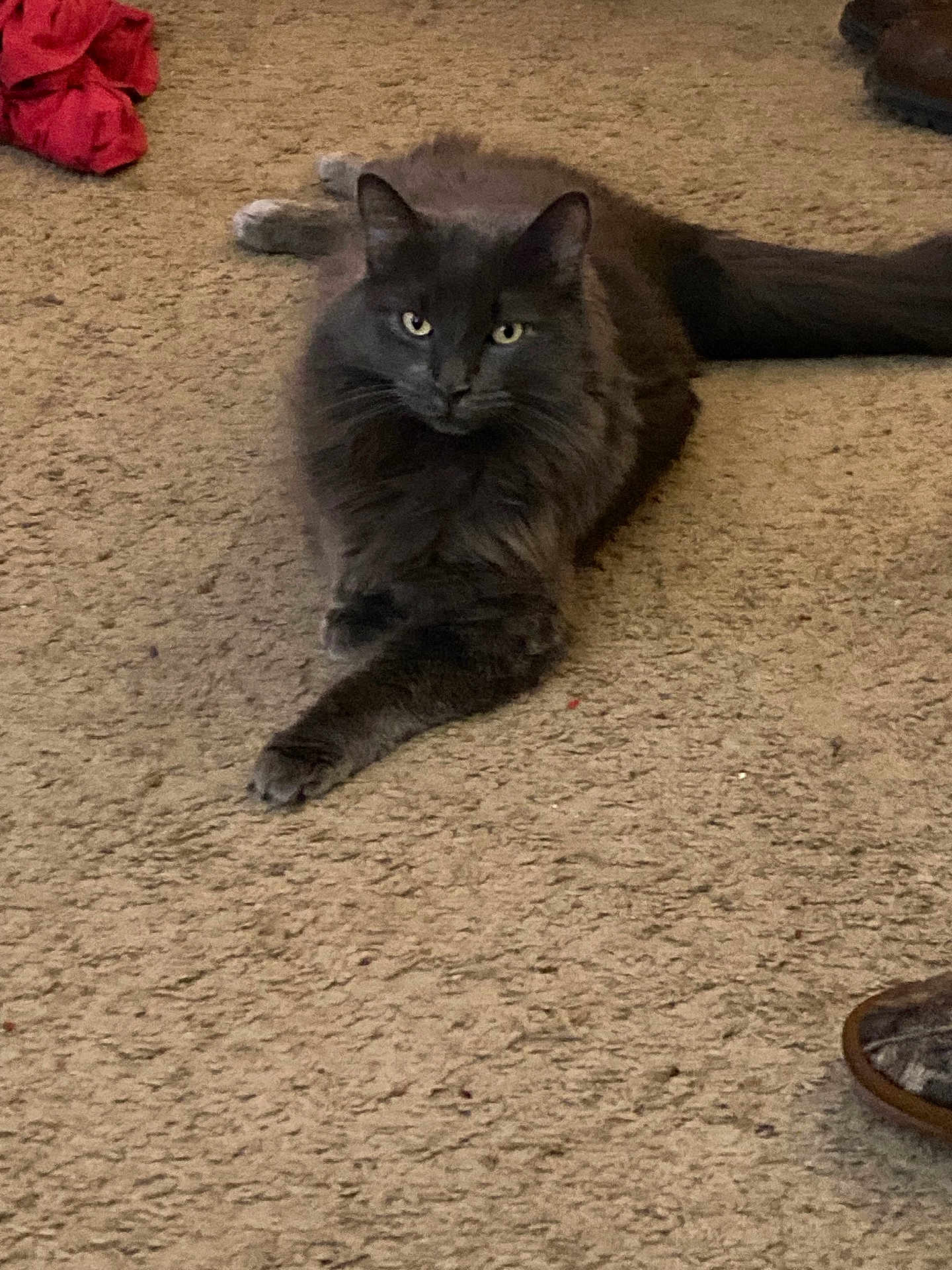 Church is registered to the contest to win money with this photo: cat, gray_cat, carpet, indoor, pet, feline, fluffy, relaxed, animal, domestic, fur, whiskers, paw, tail, red_cloth, slipper, floor, home, resting, looking