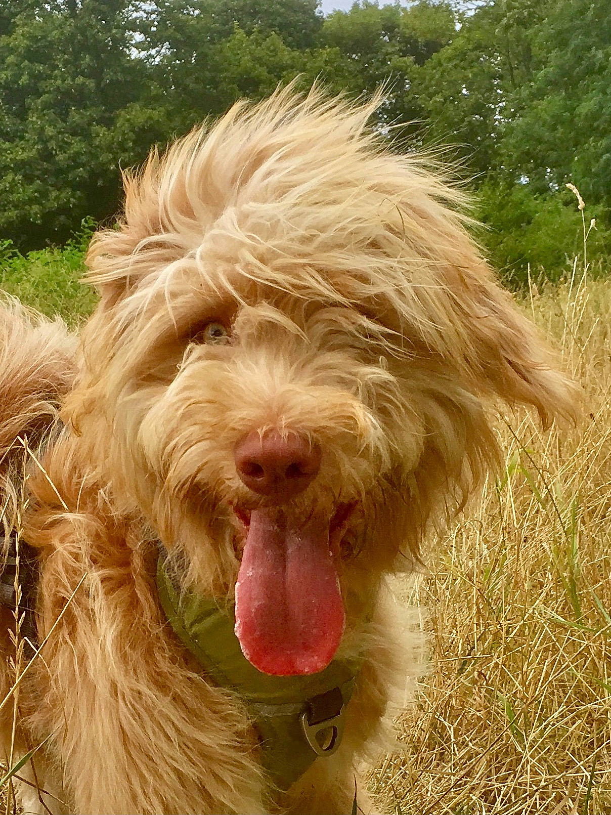 Gus a rejoint le concours — aidez-le/la à gagner de superbes lots ! canidae, carnivore, companion_dog, dog, dog_breed, fur, giant_dog_breed, grass, hunting_dog, liver, snout, sporting_group, terrestrial_animal, terrier, tree, water_dog, working_animal