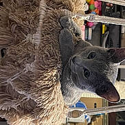 Opal joined the competition — help win amazing prizes! automotive_wheel_system, carnivore, domestic_short_haired_cat, event, felidae, fur, metal, natural_material, snout, steel, tail, terrestrial_animal, tire, whiskers, wood