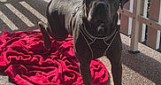 Karma participe au concours pour gagner de l'argent avec cette photo : dog, black_dog, pet, outdoor, sunlight, shadow, blanket, red_blanket, fence, patio, leash, alert, standing, animal, canine, summer, daylight, backyard, texture, quiet