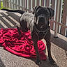 dog, black_dog, pet, outdoor, sunlight, shadow, blanket, red_blanket, fence, patio, leash, alert, standing, animal, canine, summer, daylight, backyard, texture, quiet