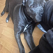 Karma a rejoint le concours — aidez-le/la à gagner de superbes lots ! dog, black_dog, pet, floor, wooden_floor, crate, wire_crate, indoor, animal, canine, resting, leaning, person, clothing, paw, ear, tail, head, eyes, home