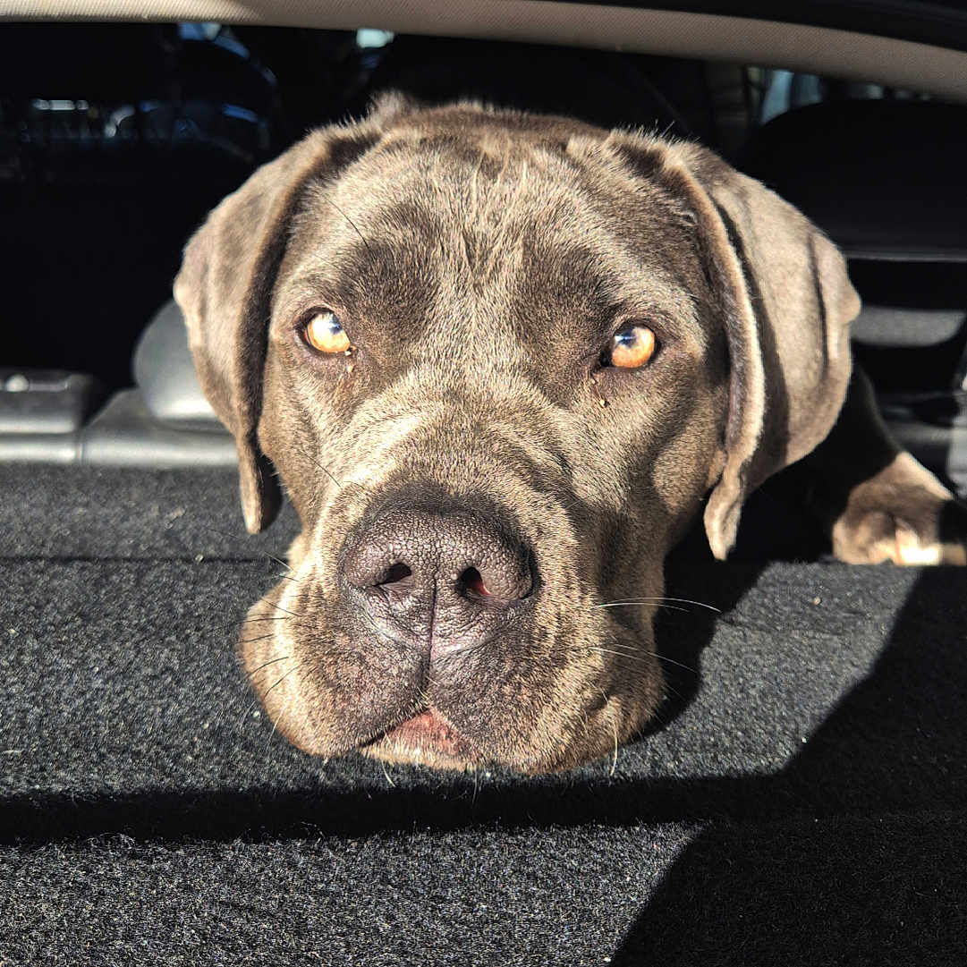 Karma participe au concours pour gagner de l'argent avec cette photo : dog, pet, car, trunk, sunlight, resting, animal, canine, face, eyes, fur, muzzle, ears, portrait, closeup, domestic_animal, companion, looking, relaxed, shadow
