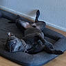 Atlas a rejoint le concours — aidez-le/la à gagner de superbes lots ! dog, black_dog, pet_bed, lying_down, relaxed, indoor, wooden_floor, collar, chain_collar, canine, resting, domestic_animal, paw, ear, nose, fur, comfort, home, animal, bed