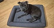 Atlas a rejoint le concours — aidez-le/la à gagner de superbes lots ! dog, pet, indoor, wooden_floor, dog_bed, black_dog, chain_collar, resting, canine, animal, fur, looking_up, comfortable, flooring, domestic_animal, young_dog, cozy, relaxing, home, companion