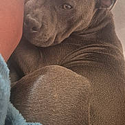 Atlas a rejoint le concours — aidez-le/la à gagner de superbes lots ! dog, gray_dog, pet, animal, resting, cozy, blanket, arm, fur, close_up, indoor, relaxed, companion, portrait, cute, snuggled, comfort, sleepy, friend, couch