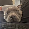 Atlas participe au concours pour gagner de l'argent avec cette photo : dog, pet, grey_dog, lounge, couch, living_room, relaxing, human_leg, foot, television, furniture, home, indoors, resting, companion, casual, comfort, close_up, animal, friendship