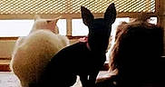 Bucleye is registered to the contest to win money with this photo: dog, cat, silhouette, window, furry, pet, indoor, floor, shadow, animal, ears, white_cat, black_dog, cozy, backlit, sunlight, fence, resting, companion, quiet