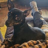 Bucleye is registered to the contest to win money with this photo: dog, small_dog, black_dog, pet, animal, ears, blanket, leopard_print, person, legs, socks, ripped_jeans, indoor, floor, wood_floor, cozy, relaxed, companion, cute, closeup