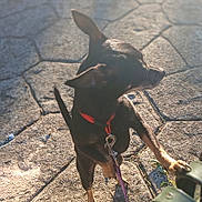 Bucleye is registered to the contest to win money with this photo: dog, black_dog, small_dog, red_collar, leash, pavement, stone, sunlight, shadow, outdoor, pet, animal, bench, metal_bench, playful, curious, standing, paw, closeup, daylight