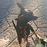 dog, black_dog, small_dog, red_collar, leash, pavement, stone, sunlight, shadow, outdoor, pet, animal, bench, metal_bench, playful, curious, standing, paw, closeup, daylight