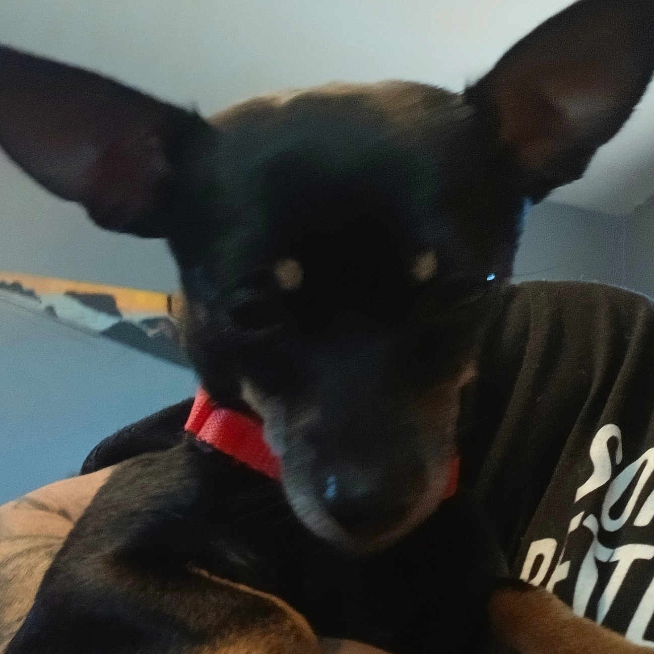 Bucleye joined the competition — help win amazing prizes! dog, pet, black_dog, small_dog, red_collar, large_ears, tattoo, arm, person, indoor, wall, blue_wall, holding, close_up, fur, animal, companion, cute, domestic_animal, portrait