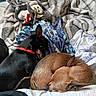 Bucleye joined the competition — help win amazing prizes! dog, sleeping, blanket, bed, cozy, brown_dog, black_dog, collar, indoor, pet, animal, resting, cute, small_dog, fur, companion, relax, snuggle, curled_up, home