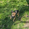 dog, small_dog, grass, outdoor, pet, animal, ears, brown_fur, black_fur, sunlight, shadow, nature, curious, standing, canine, looking_up, daylight, ground, cute, alert