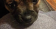 Bean is registered to the contest to win money with this photo: puppy, dog, brown, close_up, indoor, resting, fabric, gray, wood_floor, chair, cute, small, pet, animal, face, ears, expression, cozy, young, looking