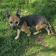 Bean joined the competition — help win amazing prizes! dog, puppy, grass, outdoor, animal, pet, ears, brown, black, curious, small_dog, canine, nature, sunlight, ground, alert, young_dog, mammal, walking, daytime