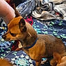 dog, small_dog, brown_dog, blue_collar, blanket, floral_pattern, indoor, pet, animal, cozy, furniture, fabric, multi_color, domestic_animal, companion, resting_area, side_view, ears_up, short_hair, two_dogs