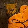 Bean joined the competition — help win amazing prizes! dog, small_dog, blanket, orange_blanket, couch, indoor, pet, resting, cozy, fur, sleepy, animal, brown_dog, cute, companion, relaxed, furniture, domestic_animal, portrait, wrapped