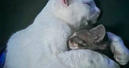 Iceee is registered to the contest to win money with this photo: cat, cats, sleeping, snuggling, embrace, white_cat, striped_cat, fur, pets, animal, cute, cozy, resting, domestic_animal, mammal, companion, indoor, close_up, friendship, peaceful