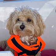 Miko a rejoint le concours — aidez-le/la à gagner de superbes lots ! animal, boat, boating, brown_fur, canine, curly_fur, dog, fluffy, life_jacket, looking_at_camera, orange_vest, outdoor, pet, portrait, puppy, safety_gear, small_dog, summer, swimming, water