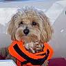 animal, boat, boating, brown_fur, canine, curly_fur, dog, fluffy, life_jacket, looking_at_camera, orange_vest, outdoor, pet, portrait, puppy, safety_gear, small_dog, summer, swimming, water