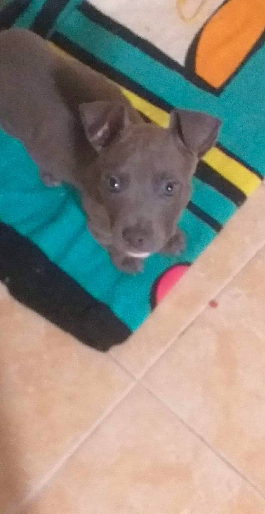 Dyson participe au concours pour gagner de l'argent avec cette photo : american_pit_bull_terrier, australian_kelpie, canidae, carnivore, dog, dog_breed, fawn, labrador_retriever, mammal, non_sporting_group, puppy, snout, sporting_group, vertebrate