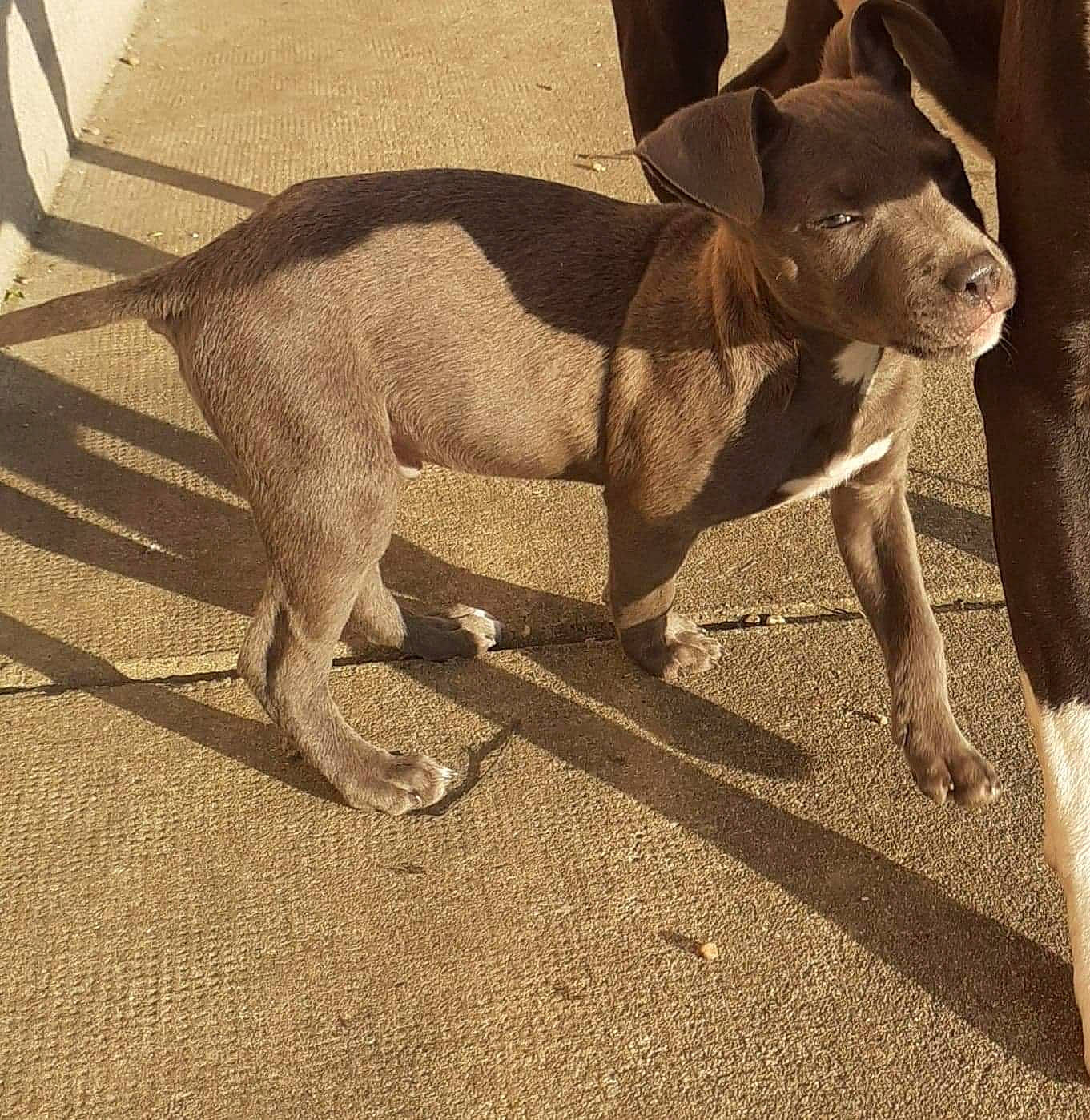 Dyson participe au concours pour gagner de l'argent avec cette photo : american_pit_bull_terrier, american_staffordshire_terrier, bull_and_terrier, bully_kutta, canidae, carnivore, dog, dog_breed, fawn, mammal, non_sporting_group, pit_bull, snout, sporting_group, tail, vertebrate