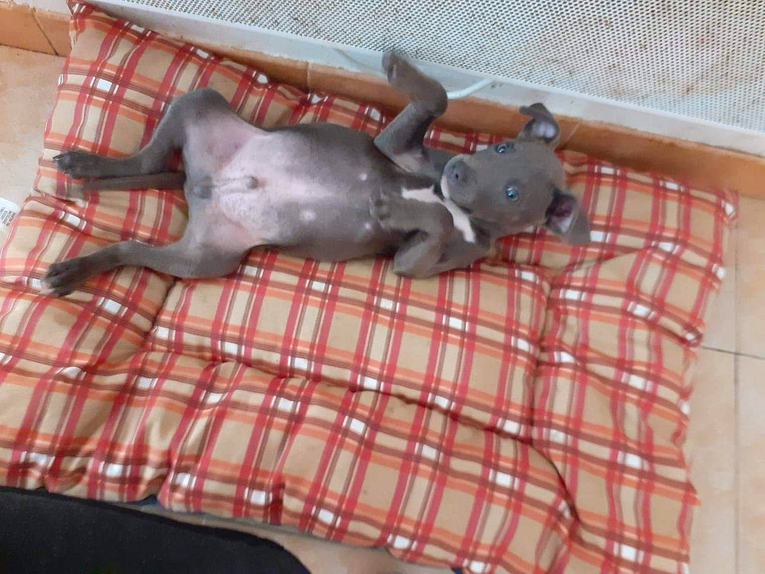 Dyson participe au concours pour gagner de l'argent avec cette photo : american_hairless_terrier, canidae, carnivore, cat, design, dog_breed, fawn, greyhound, italian_greyhound, linens, pattern, peruvian_hairless_dog, snout, tail, textile, toy_dog