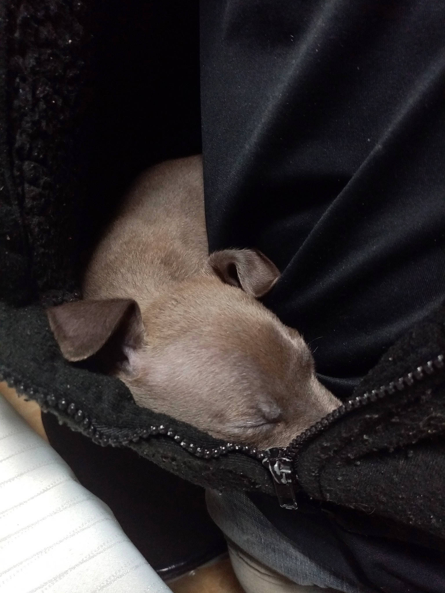 Dyson a rejoint le concours — aidez-le/la à gagner de superbes lots ! beige, canidae, carnivore, dog, dog_breed, ear, fawn, french_bulldog, italian_greyhound, puppy, snout, weimaraner, whiskers