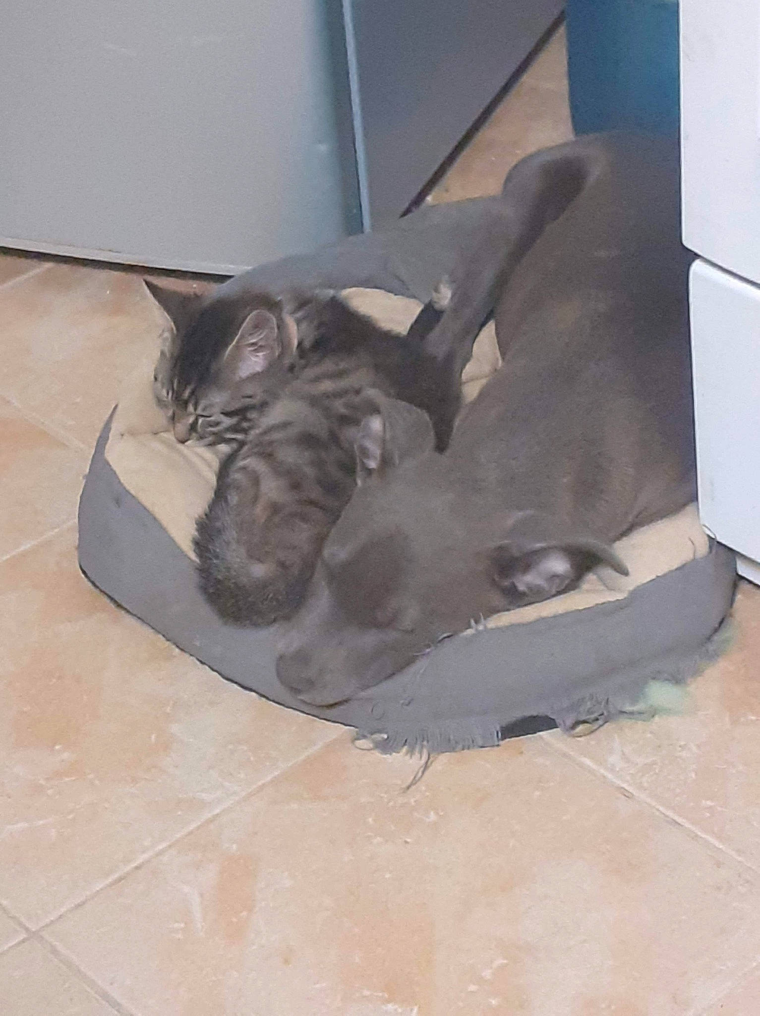 Dyson a rejoint le concours — aidez-le/la à gagner de superbes lots ! carnivore, cat, fawn, felidae, floor, kitten, russian_blue, small_to_medium_sized_cats, sporting_group, tail