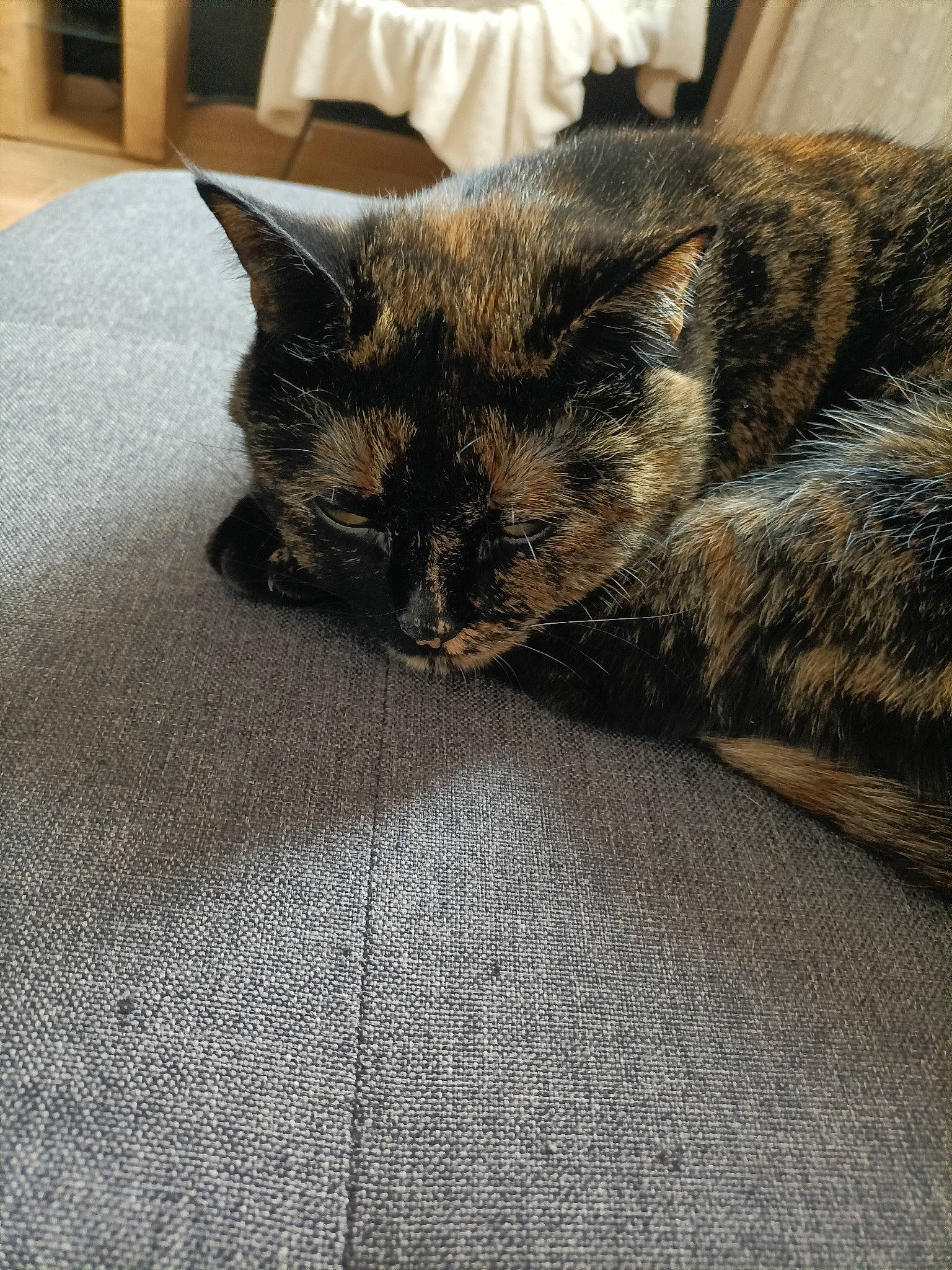 Rosette participe au concours pour gagner de l'argent avec cette photo : carnivore, carpet, cat, claw, comfort, domestic_short_haired_cat, felidae, flooring, fur, grey, linens, nap, paw, sleep, small_to_medium_sized_cats, snout, tail, terrestrial_animal, whiskers, woven_fabric