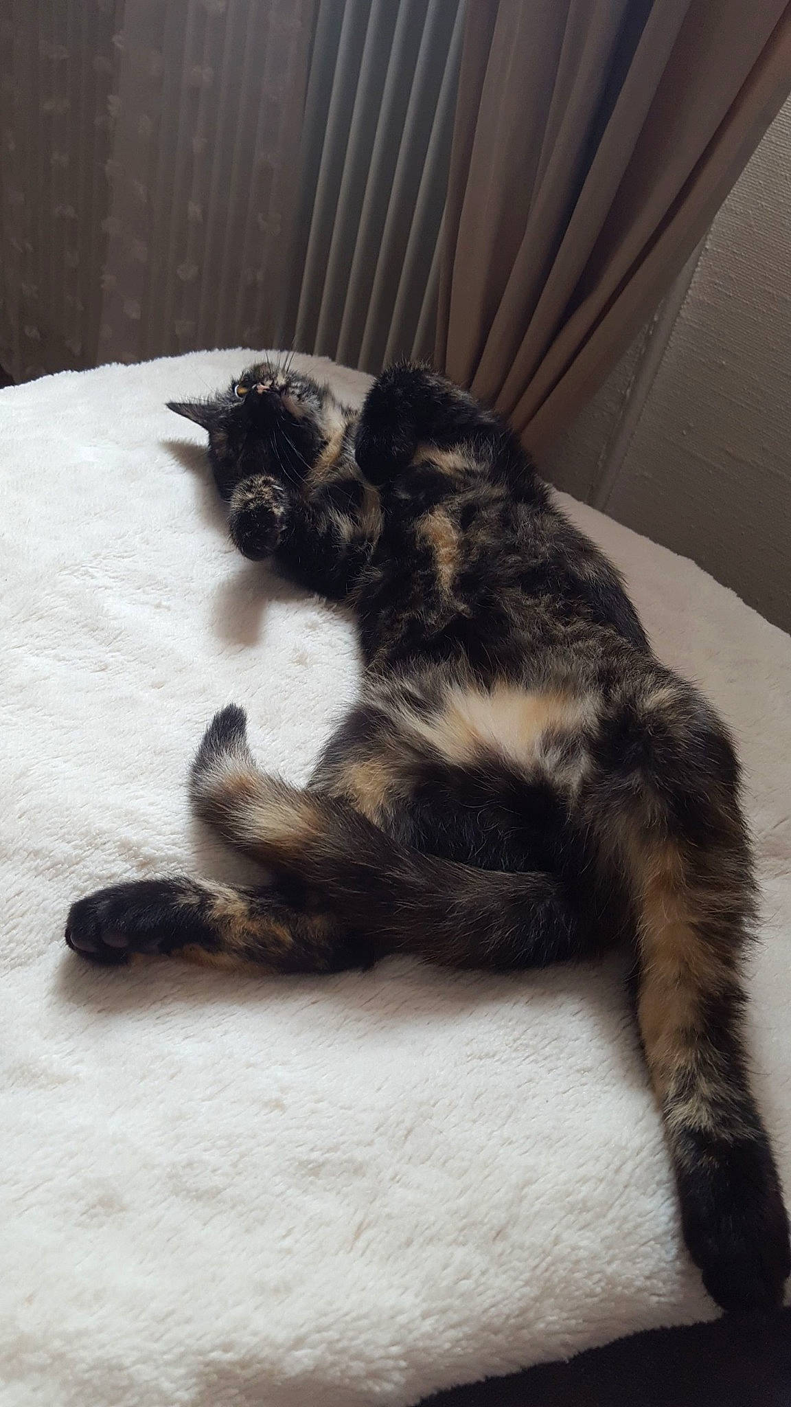 Rosette a rejoint le concours — aidez-le/la à gagner de superbes lots ! canidae, carnivore, cat, claw, comfort, curtain, dog_breed, domestic_short_haired_cat, felidae, fur, nap, paw, sleep, small_to_medium_sized_cats, snout, sporting_group, tail, terrestrial_animal, whiskers